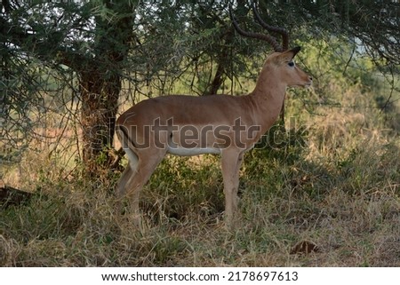 Single Impala buck hiding in the shade of the trees .
