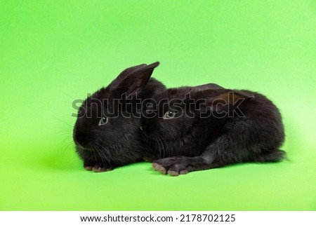 Two little black rabbit isolated on green chroma key background. Hare is a symbol of 2023 year by an eastern calendar. Cute fun pet. Holiday gift for Christmas, New Year or Easter. Copy space. Banner.