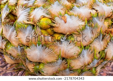 Close focus on rough surface of shell covering group of yellow cone fruit of wild cycad in tropical rainforest.
