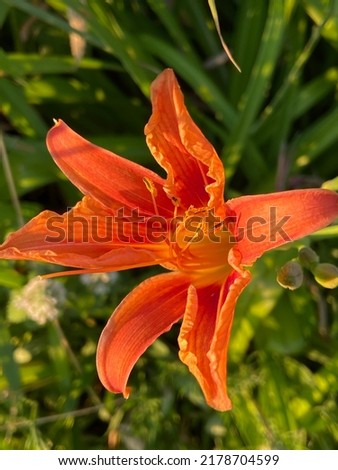 Orange Lily flowers: a close-up image