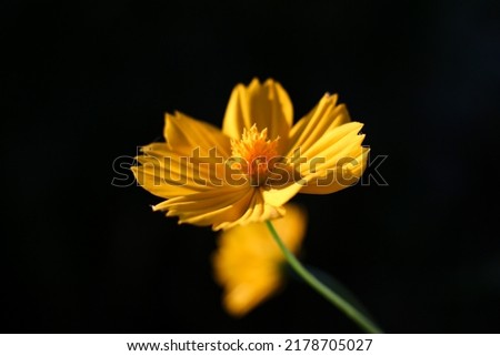 yellow cosmos nature with black background