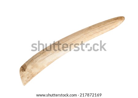 old walrus tusk for ivory carving isolated on white background 