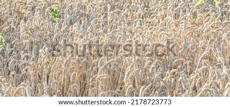 Background of ripening ears of meadow wheat field
