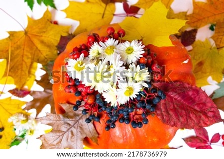 Large orange pumpkin decorated with white chrysanthemum flowers, red rowan berries, blue wild grapes, surrounded by autumn yellow, red and brown maple and oak leaves. Autumn background. Fall concept.