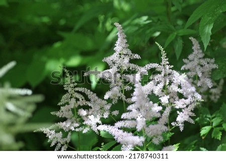 Astilbe chinensis 'Vision in White' in flower. Royalty-Free Stock Photo #2178740311