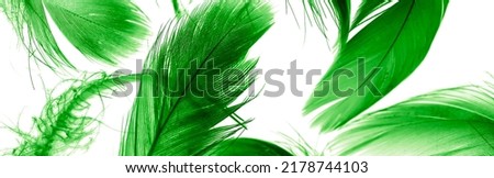 green duck feathers on a white isolated background