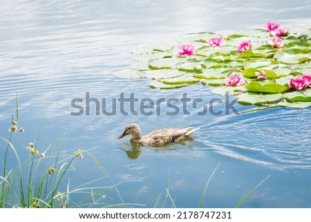 Birds and animals in wildlife concept. Female mallard duck swimming on the pond among beautiful water lilies. Amazing wild duck swims in lake or river with blue water Royalty-Free Stock Photo #2178747231