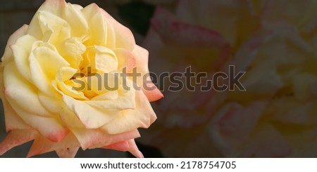 Background blurred image with pink and yellow flowers