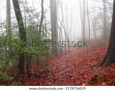 foggy forested trail in autumn
