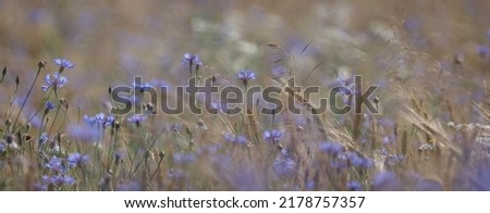 field with cornflowers panoramic picture