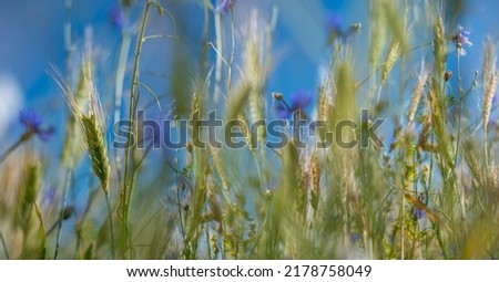field with cornflowers defocused art picture