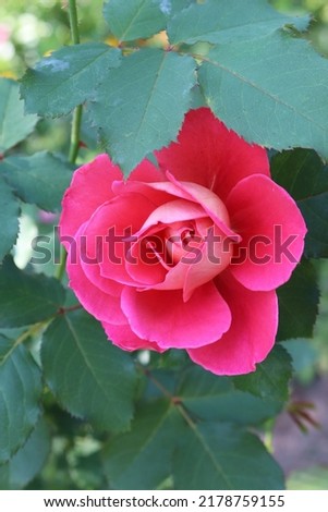 Cherry and red color with a gold reverse Modern Shrub Reine Sammut flowers in a garden in July 2021. Idea for postcards, greetings, invitations, posters, wedding and Birthday decoration, background 