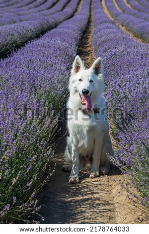 A large white dog sits in a field of lavender.