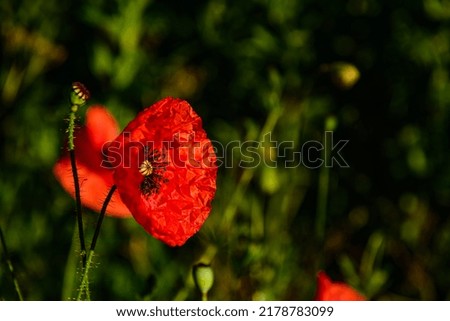 Red poppies against a blurry green background.