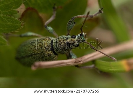 insect pest, leaf elephants, phyllobius, weevil families, phyllobius weevil, ruby beetle