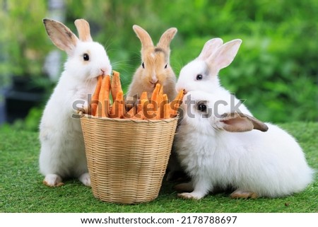 Group of healthy lovely baby bunny easter rabbits eating food, carrot, grass on green garden nature background. Cute fluffy rabbits sniffing, looking around, nature life. Symbol of easter day.