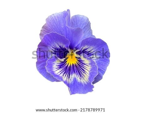 Closeup blue pansy flower isolated on white background. Bright heartsease garden icon. Blooming Viola wirttrockiana plants cut out element for design. Viola cornuta Hansa in bloom close up cutout Royalty-Free Stock Photo #2178789971