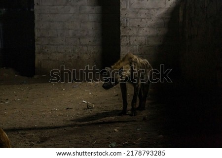 Hyena in the streets of Harar, Ethiopia. They gather every evening on a specific spot to be fed.