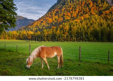 Brown haflinger Horse grazing on tirolean landscape at autumn Royalty-Free Stock Photo #2178798381