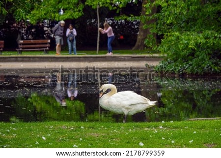 White swan posing for photographs on a bank of a pond in focus. Fans taking pictures of the bird out of focus. The model has clean white feathers. Scene in a town park. Local celebrity concept