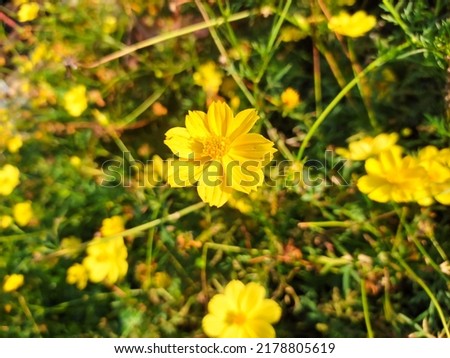 Creative layout made of green leaves and yellow Flower. Flat lay. Nature concept.