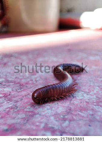 millipedes (class Diplopoda, previously also called Chilognatha) are arthropods that have two pairs of legs per segment  Royalty-Free Stock Photo #2178813881