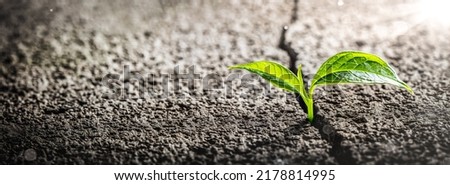 Green Plant Growing Out Of Crack In Concrete - Perseverance Concept
