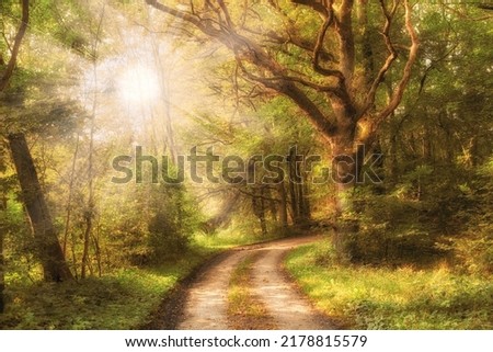 Beautiful forest in Autumn with sunlight coming through trees. Calm, serene and natural woods with a magical walking path. Green plants all around on a warm fall day, perfect for relaxation Royalty-Free Stock Photo #2178815579