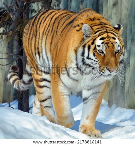 Amur Siberian tiger is a Panthera tigris tigris population in the Far East, particularly the Russian Far East and Northeast China Royalty-Free Stock Photo #2178816141