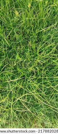 Fresh beautiful green grass. Abstract background. Top view of green grass texture background. Bright grass as a pattern textured background in field. Vertical image. Closeup photo. View from above