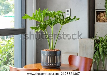 Philodendron bipinnatifidum (split-leaf philodendron, lacy tree philodendron, selloum, horsehead philodendron) planted in a black ceramic pot decoration in the living room. Houseplant care concept. Royalty-Free Stock Photo #2178821867