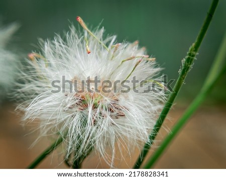 close up photo of dandelion feathers starting to fall