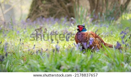 The common pheasant is a bird in the pheasant family. The genus name comes from Latin phasianus, "pheasant". The species name colchicus is Latin for "of Colchis" Royalty-Free Stock Photo #2178837657