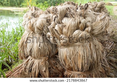 jute bunch stock on farm for wash with water