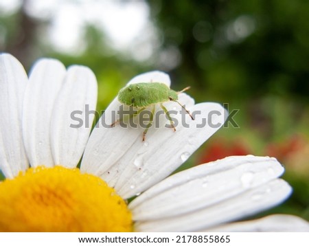 A close-up photo of a green bug on a daisy