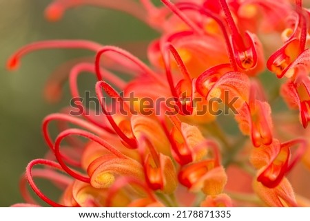 Close up picture of a grevillea