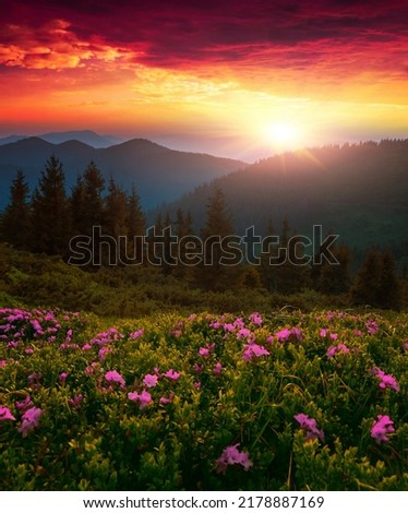 vertical scenic blooming nature summer landscape, scenic mountains morning  view on meadow in mountains summer flowers, scenic summer nature blooming,   Carpathians,  Europe nature mountains Royalty-Free Stock Photo #2178887169