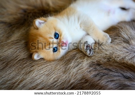 A kitten lying on a brown fur rug is posing on its side. British Short Hair Golden Hair His innocent face was sleepy, his eyes drooping, his expression about to fall asleep.
