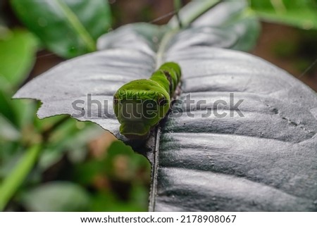 Green caterpillars are eating green leaves.