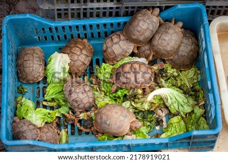 Tortoise exposed for sale. Endangered species. Animal trafficking concept. Royalty-Free Stock Photo #2178919021
