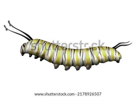 Monarch caterpillar. Illustration showing states life cycle of monarch butterfly. Undergoes metamorphosis