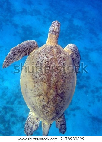Green Sea Turtle - Red Sea - Egypt