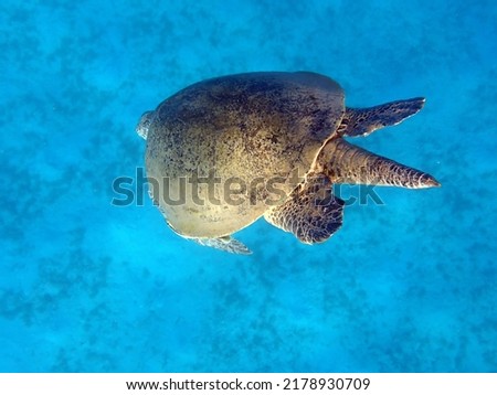 Green Sea Turtle - Red Sea - Egypt