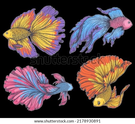 Betta splendens set. Hand drawn vector illustration. Fighting fish collection. Decorative aquarium fish. Isolated on black objects