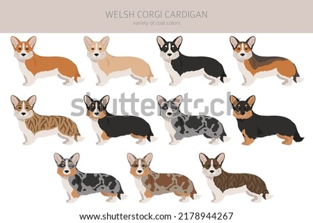 Welsh corgi cardigan clipart. Different poses, coat colors set.  Vector illustration Royalty-Free Stock Photo #2178944267