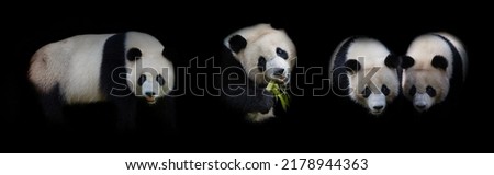 giant panda bear eating bamboo on black background