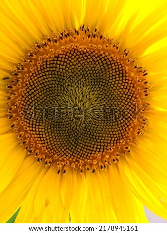 Sunflower close up photo. Wallpaper or background for screensaver. 