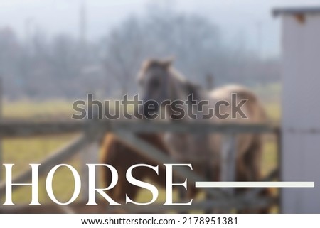 Horse blurred unfocused background. Horse write.