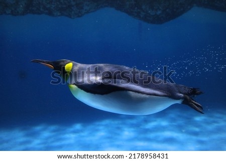 Penguin swimming in the water.