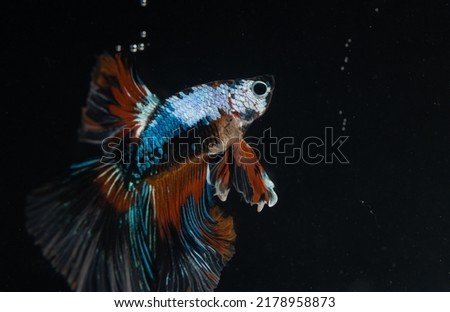 The Siamese fighting fish (Betta splendens), commonly known as the betta